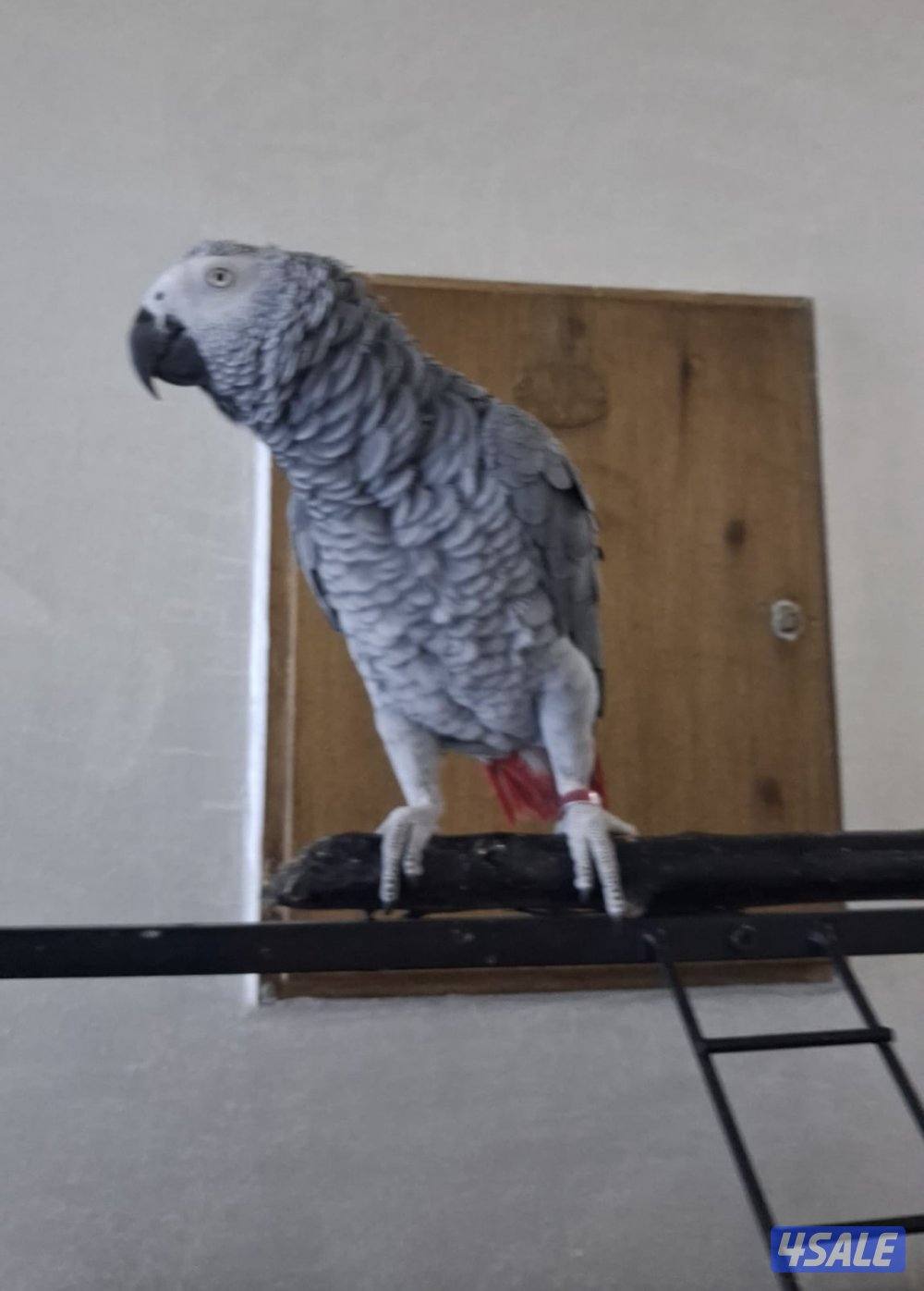 للبيع كاسكو1