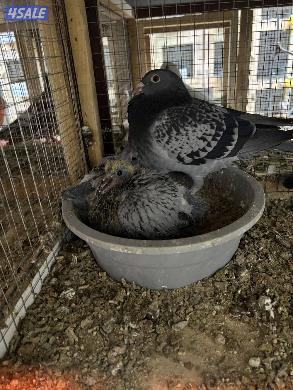 للبيع: فروخ زاجل ولاحم + بط مصري وفرنسي0