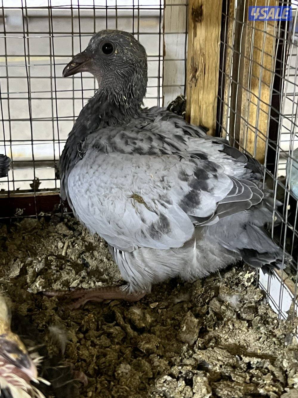 للبيع: فروخ زاجل ولاحم + بط مصري وفرنسي1