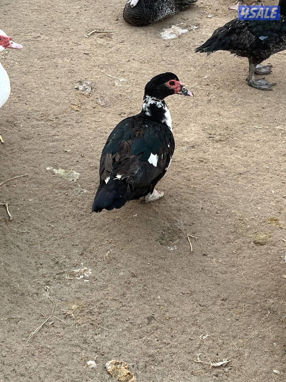 للبيع: فروخ زاجل ولاحم + بط مصري وفرنسي5