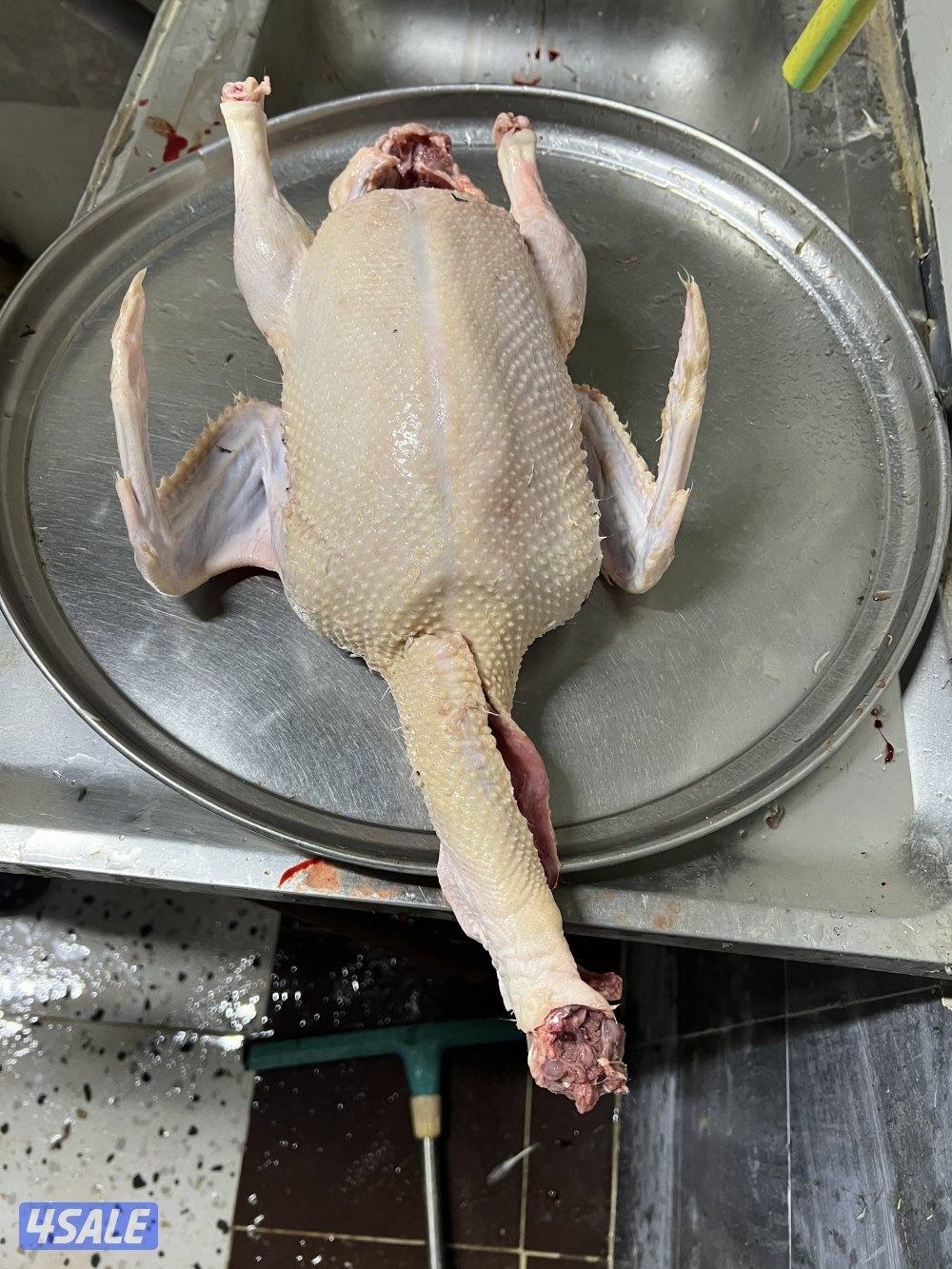 للبيع: فروخ زاجل ولاحم + بط مصري وفرنسي7