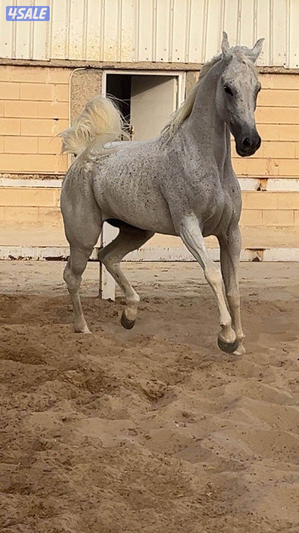 للبيع فرس بلديه0