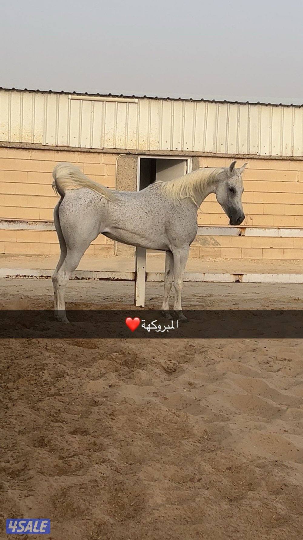 للبيع فرس بلديه1