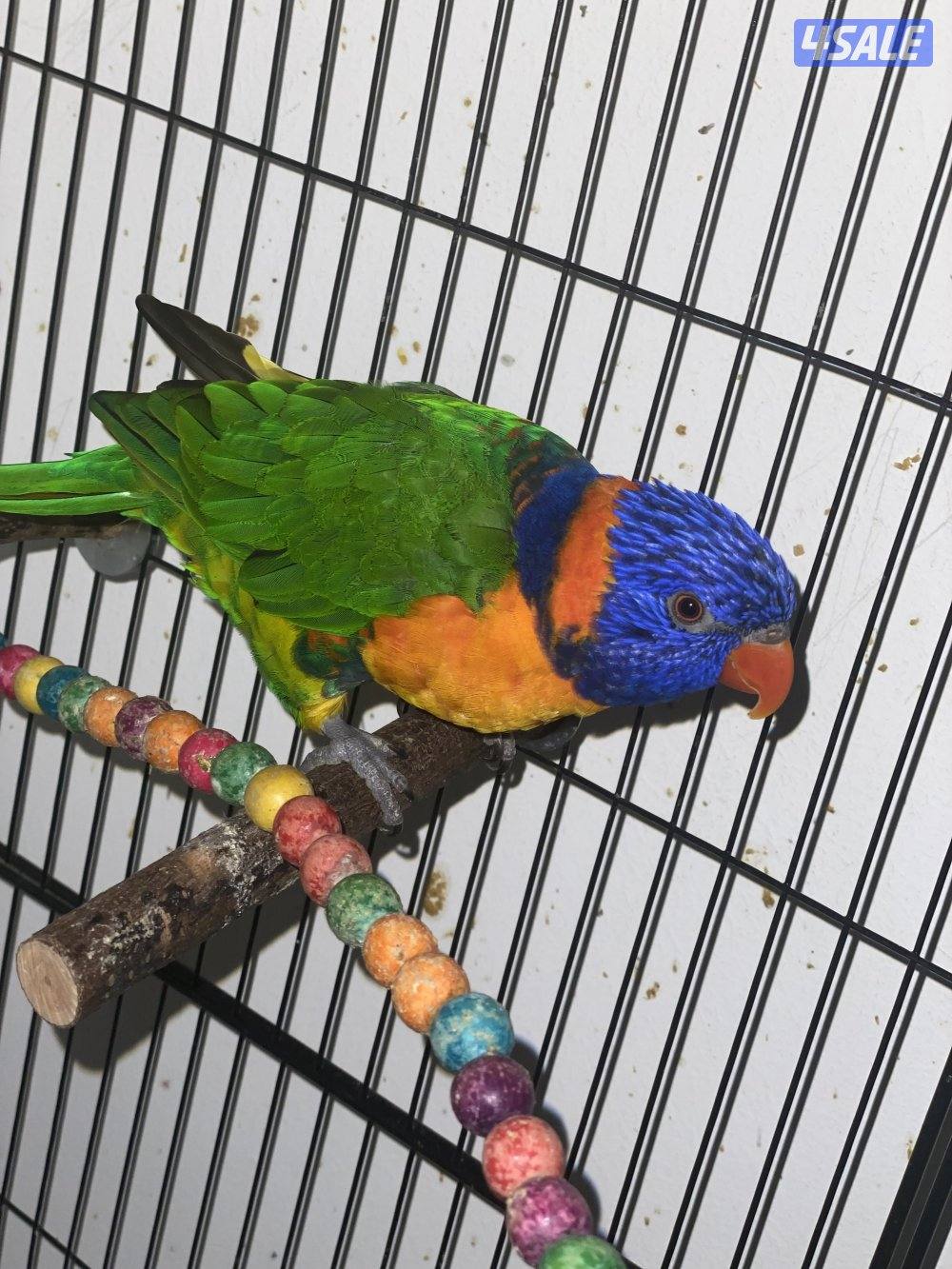 طير لوري للبيع ربوه0