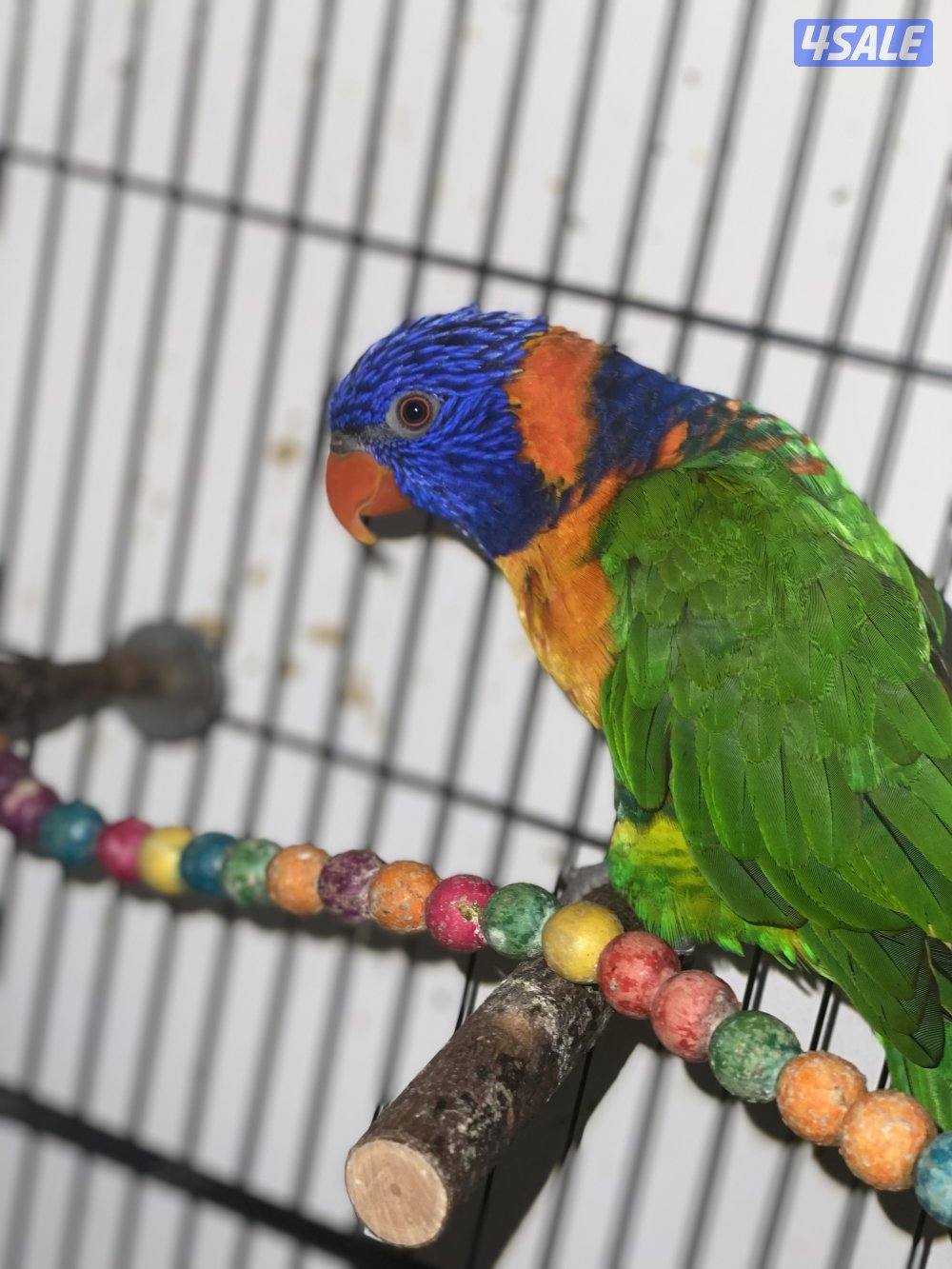 طير لوري للبيع ربوه1