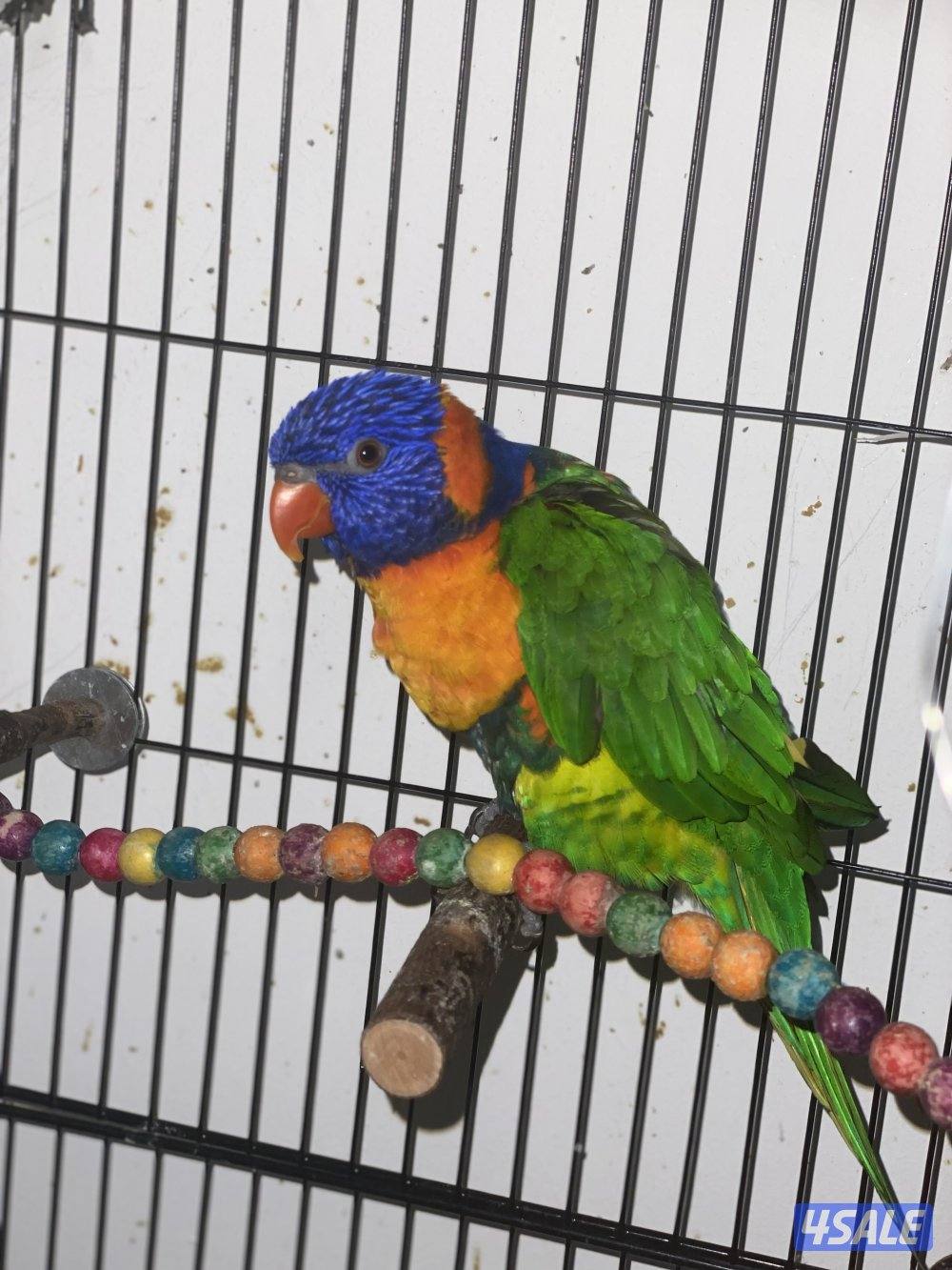 طير لوري للبيع ربوه2