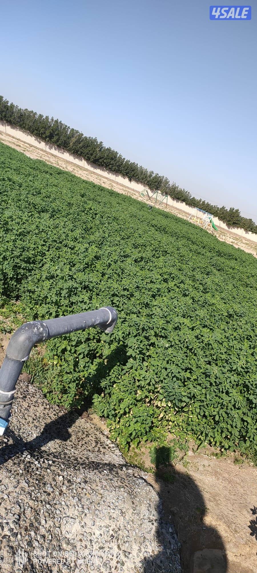 شروب برسيم0