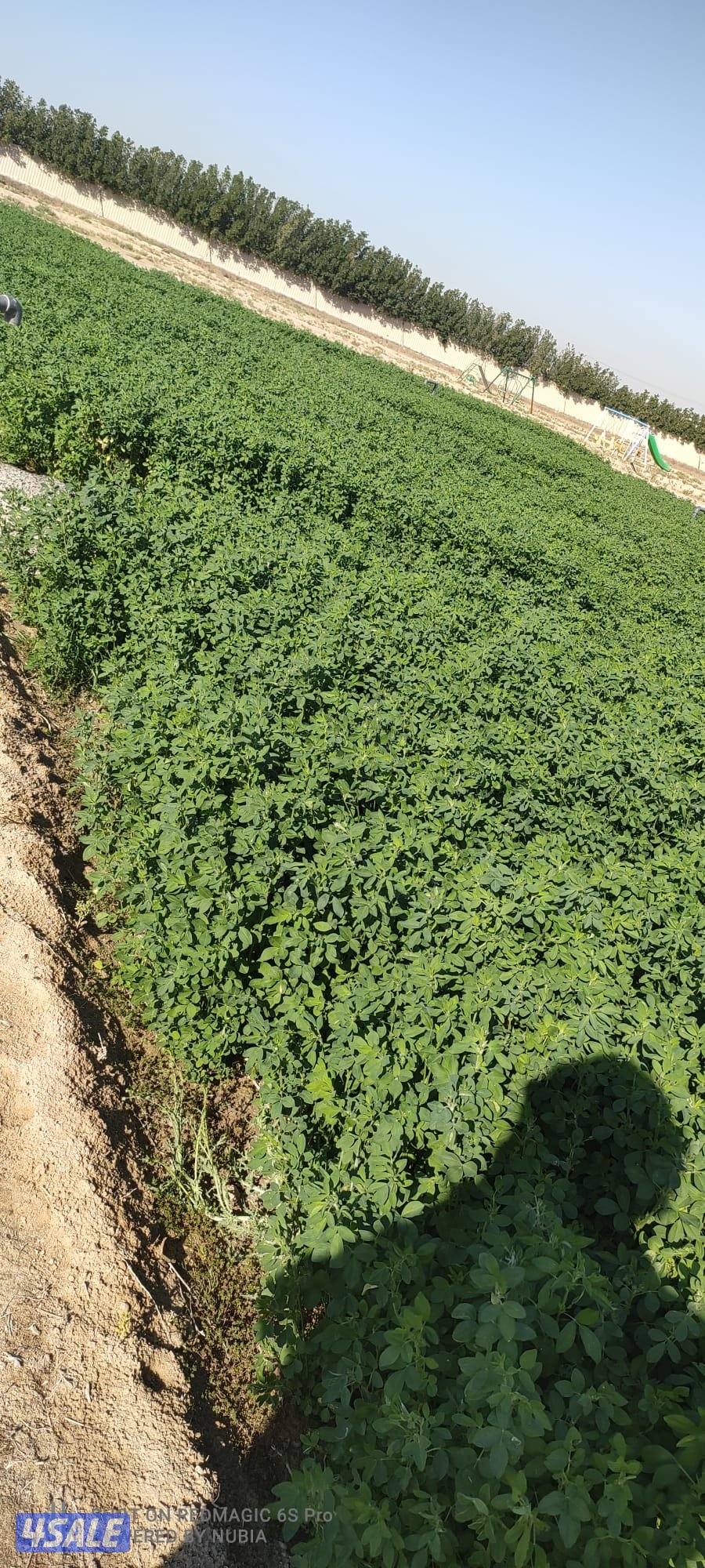 شروب برسيم4