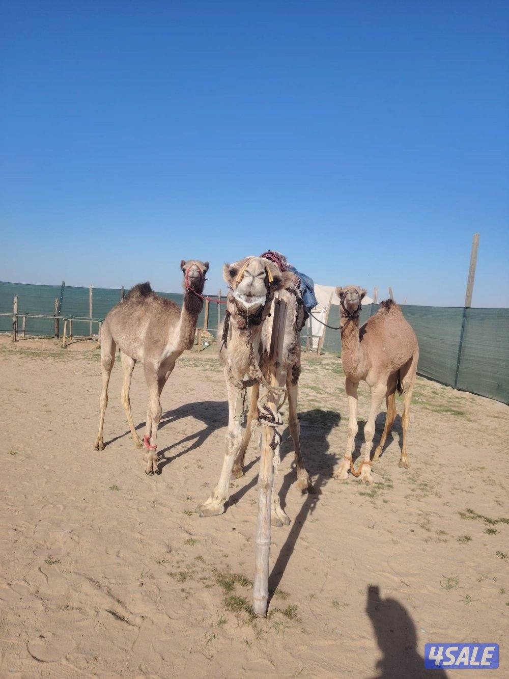 كبد الهجن./ البيع ابكار عمانيات حقايق وركبي طوع بالهحن1