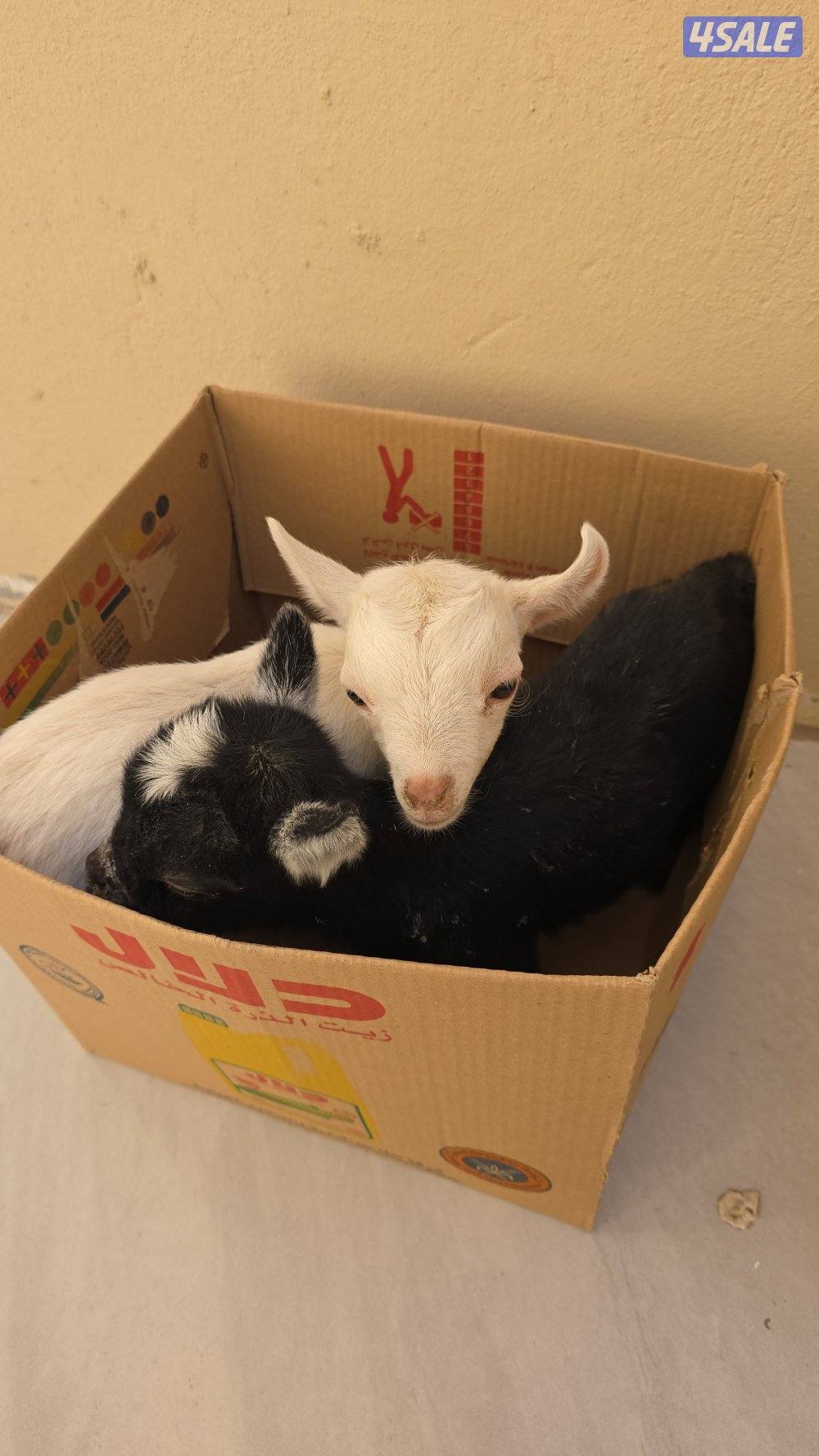 للبيع تيوس جيكي ٢0