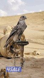 سعودي مقيم0