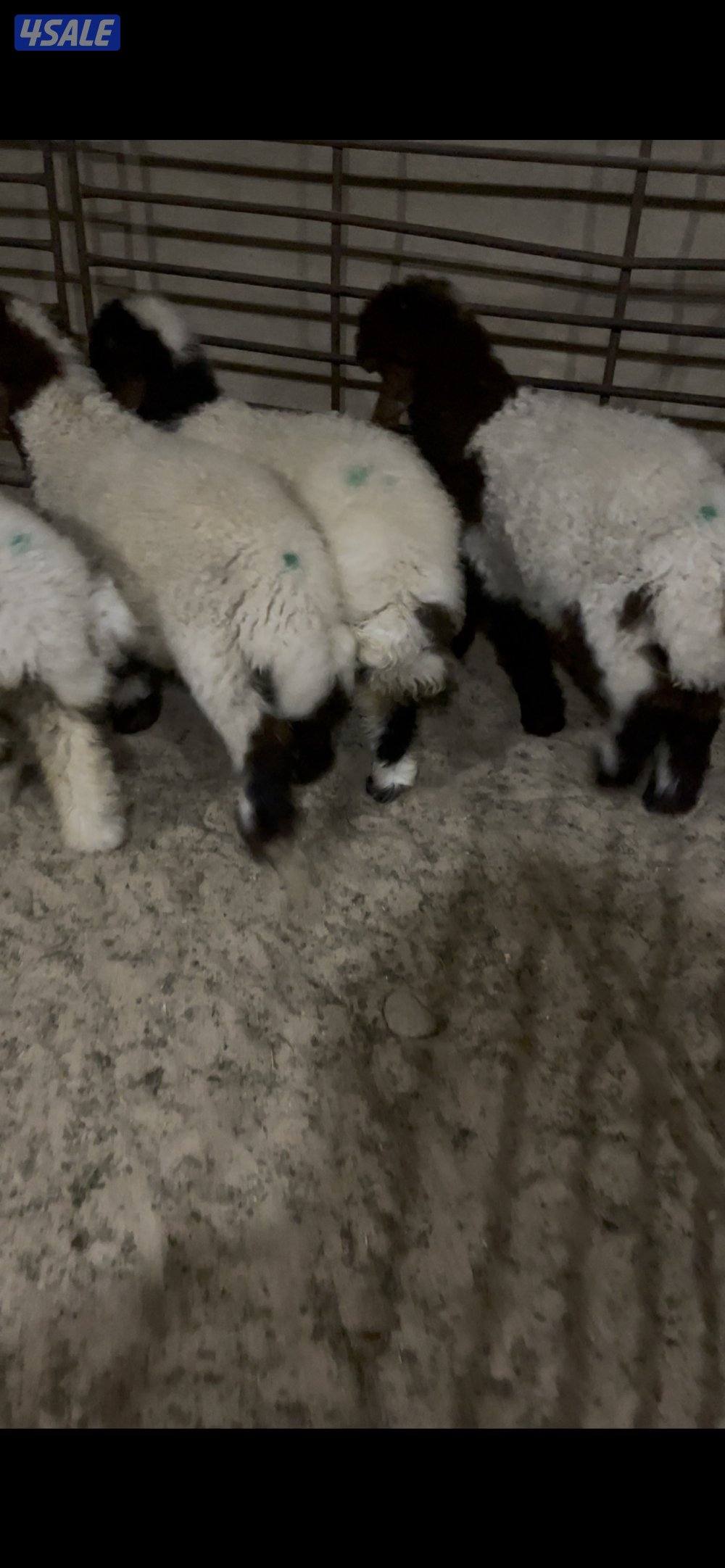 ✅ ذبايح الديره ✅1