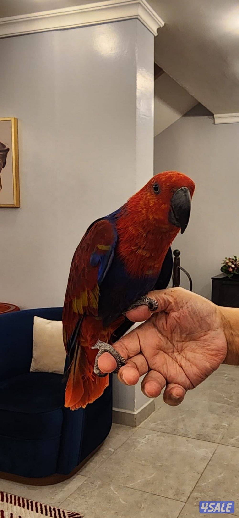 طير  الأكلكتوس0