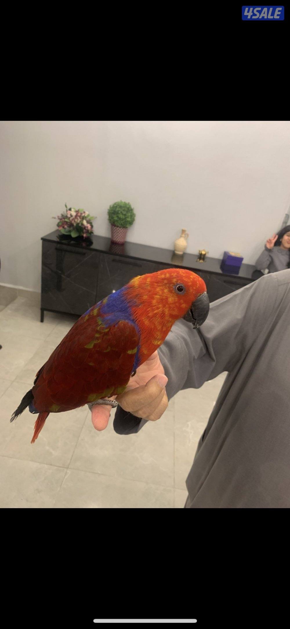 طير  الأكلكتوس1