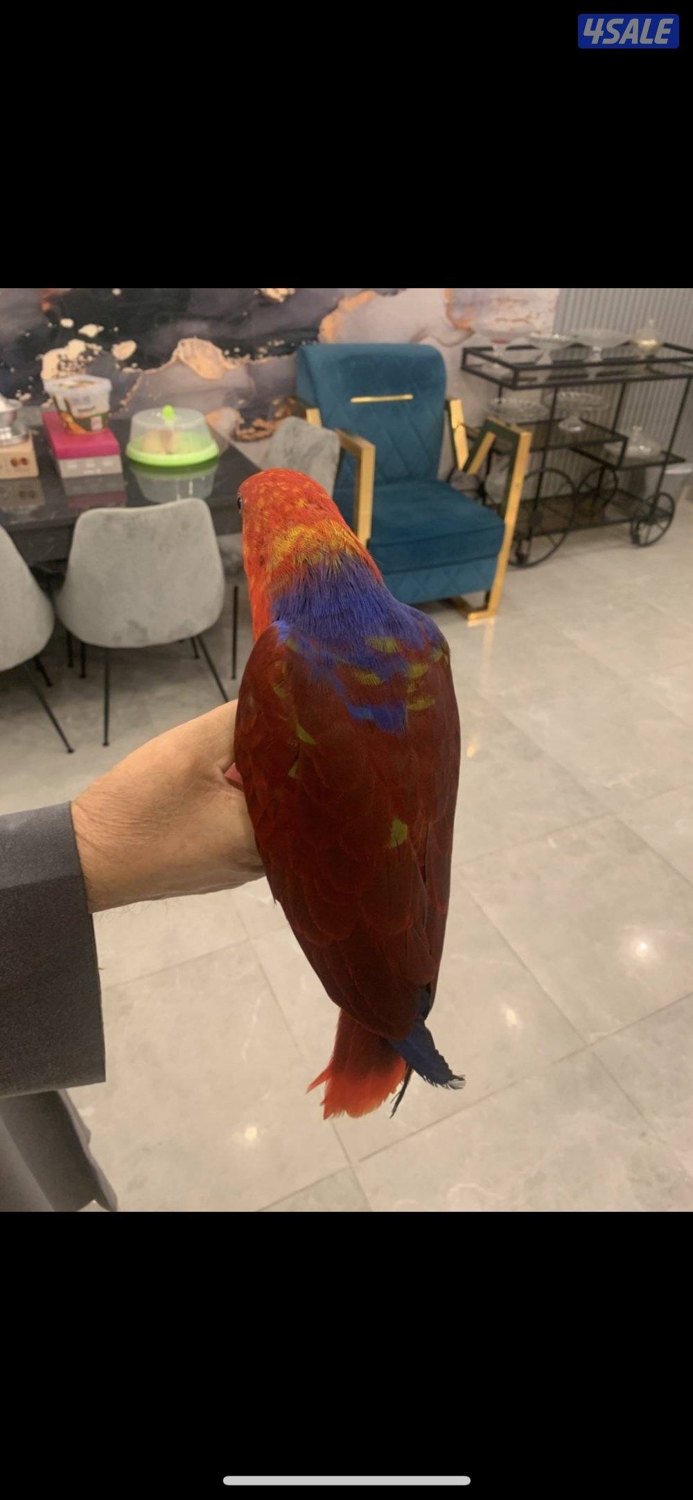 طير  الأكلكتوس2