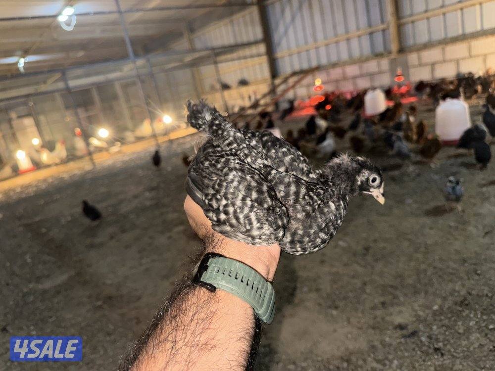 دجاج فيومي وهولندي1