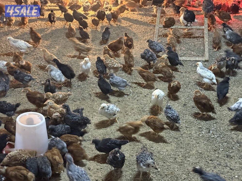 دجاج فيومي وهولندي2