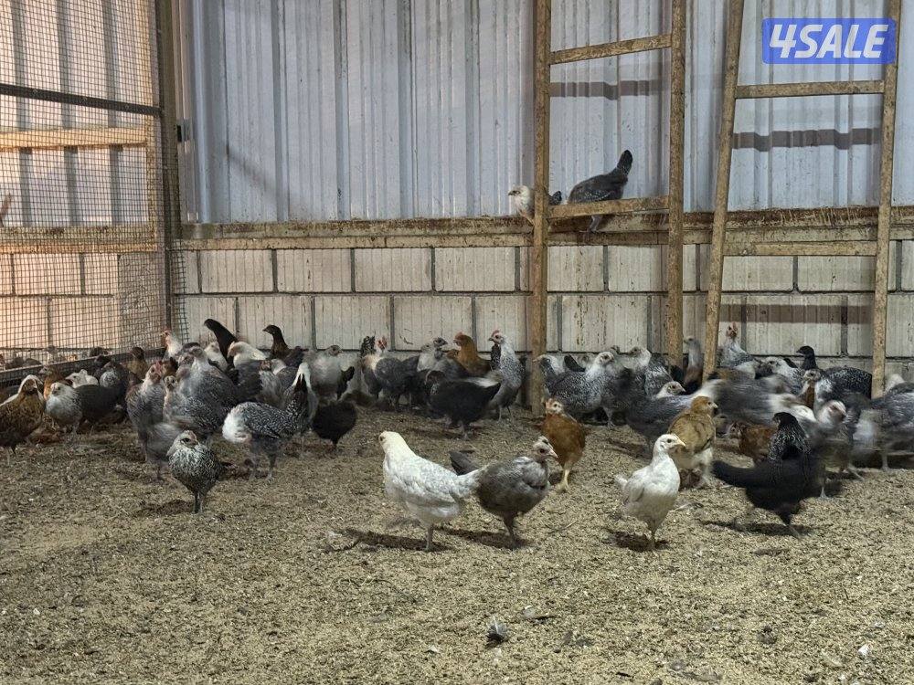 دجاج فيومي وهولندي3