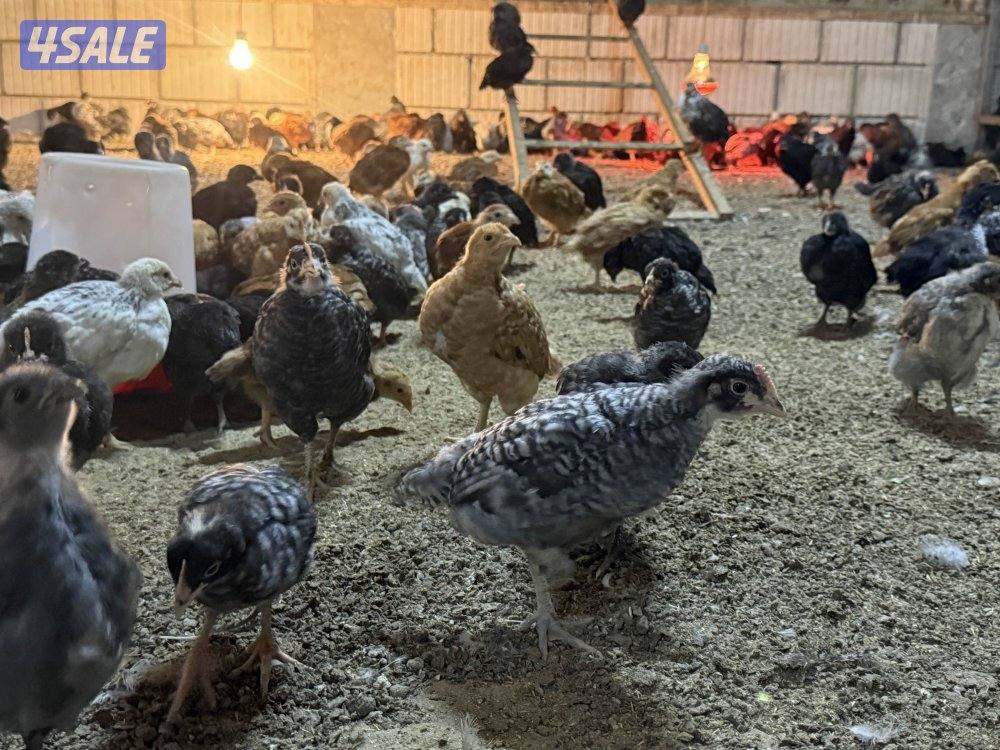 دجاج فيومي وهولندي4