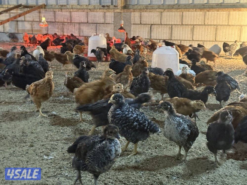 دجاج فيومي وهولندي6