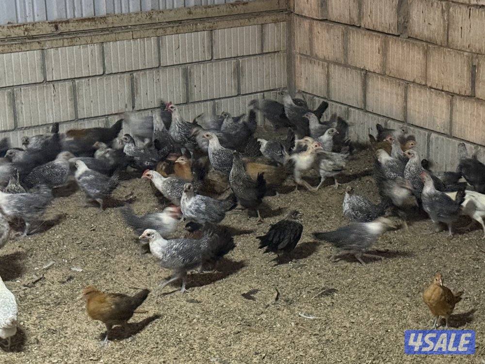 دجاج فيومي وهولندي5