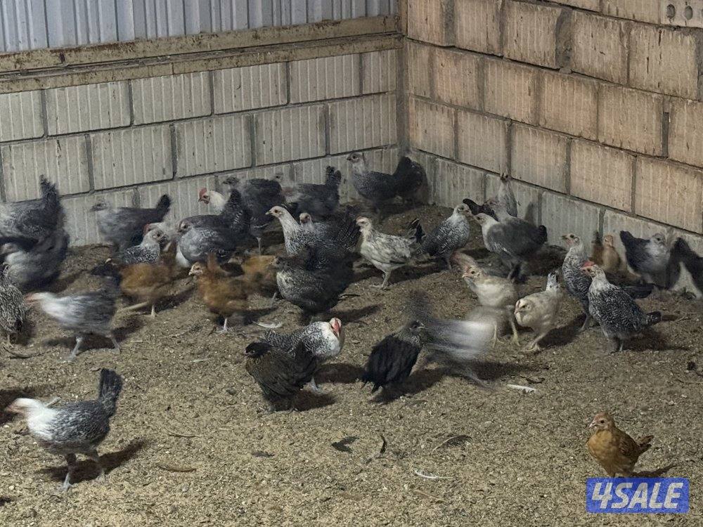 دجاج فيومي وهولندي7