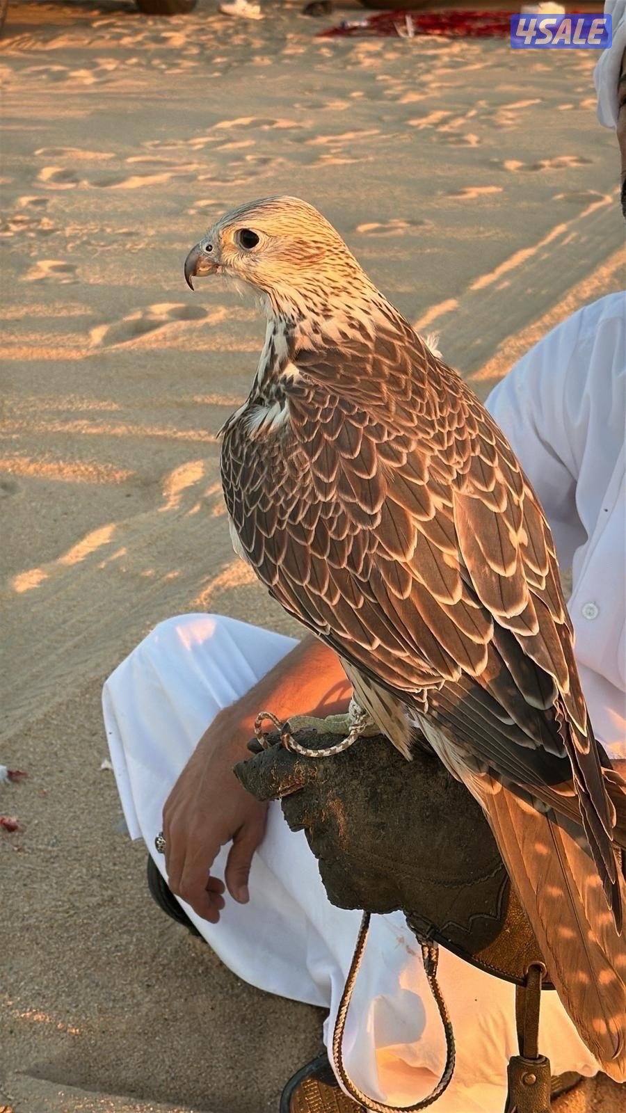 صباح الاحمد0