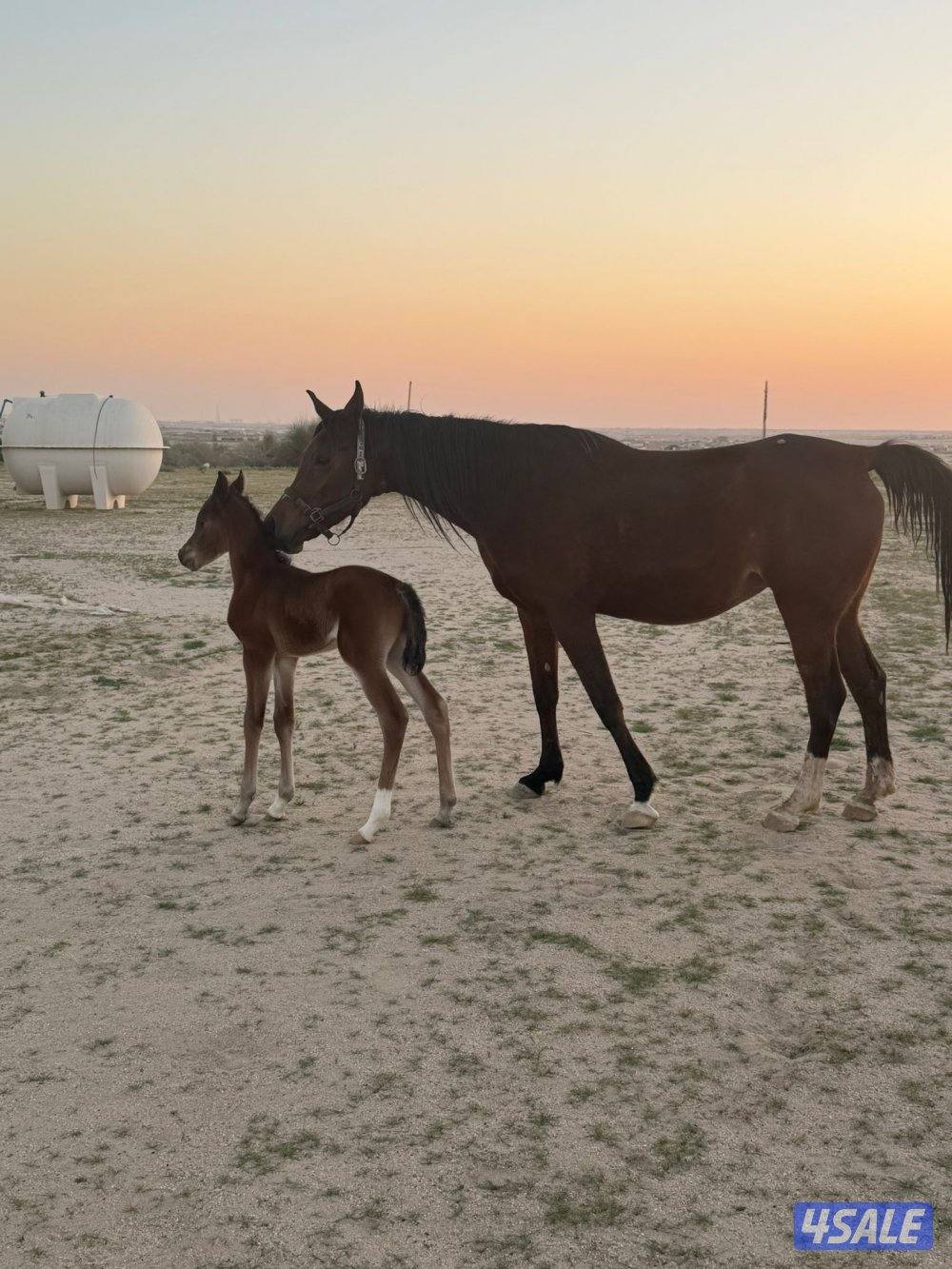 فرس تحتها فلو0