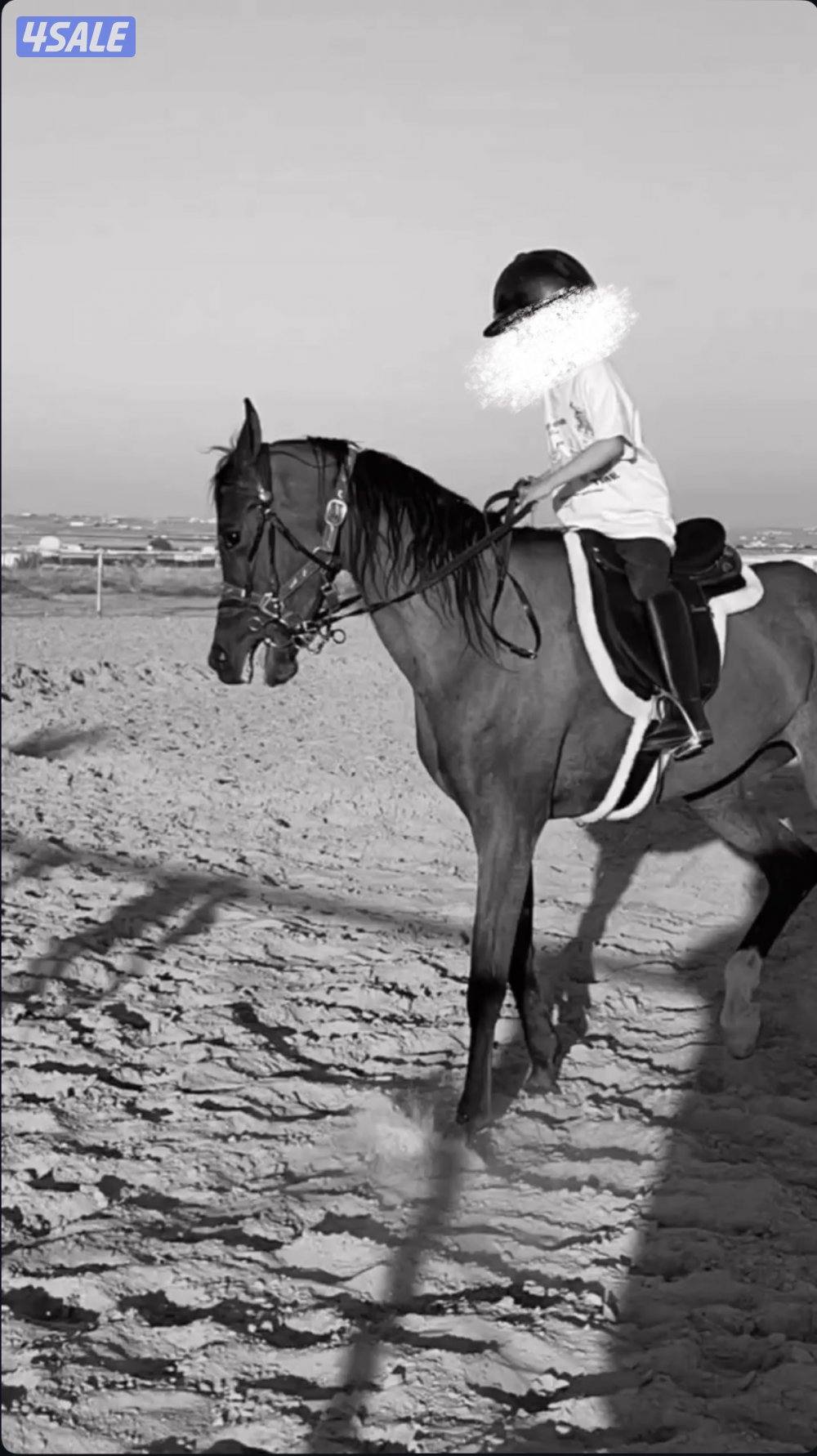 فرس تحتها فلو1