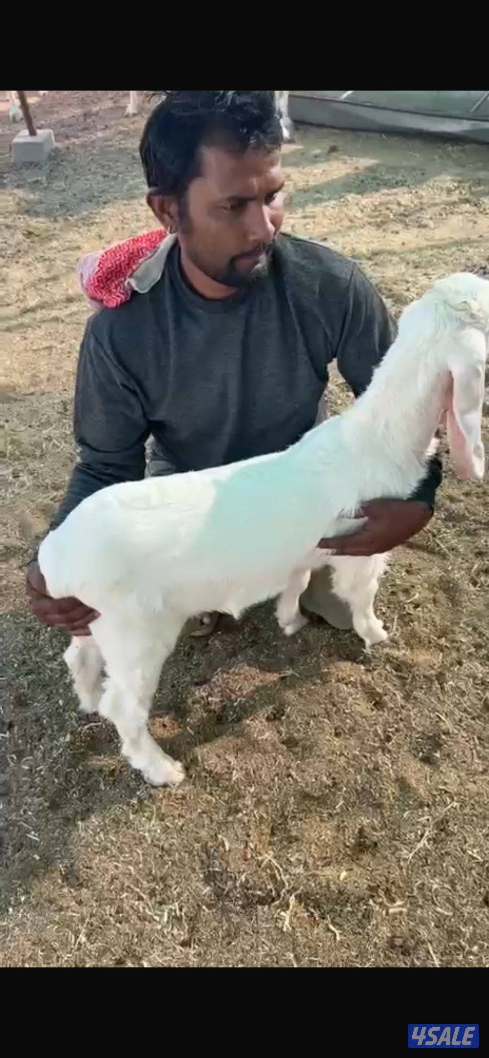 تيوس ذبايح في مراحها0