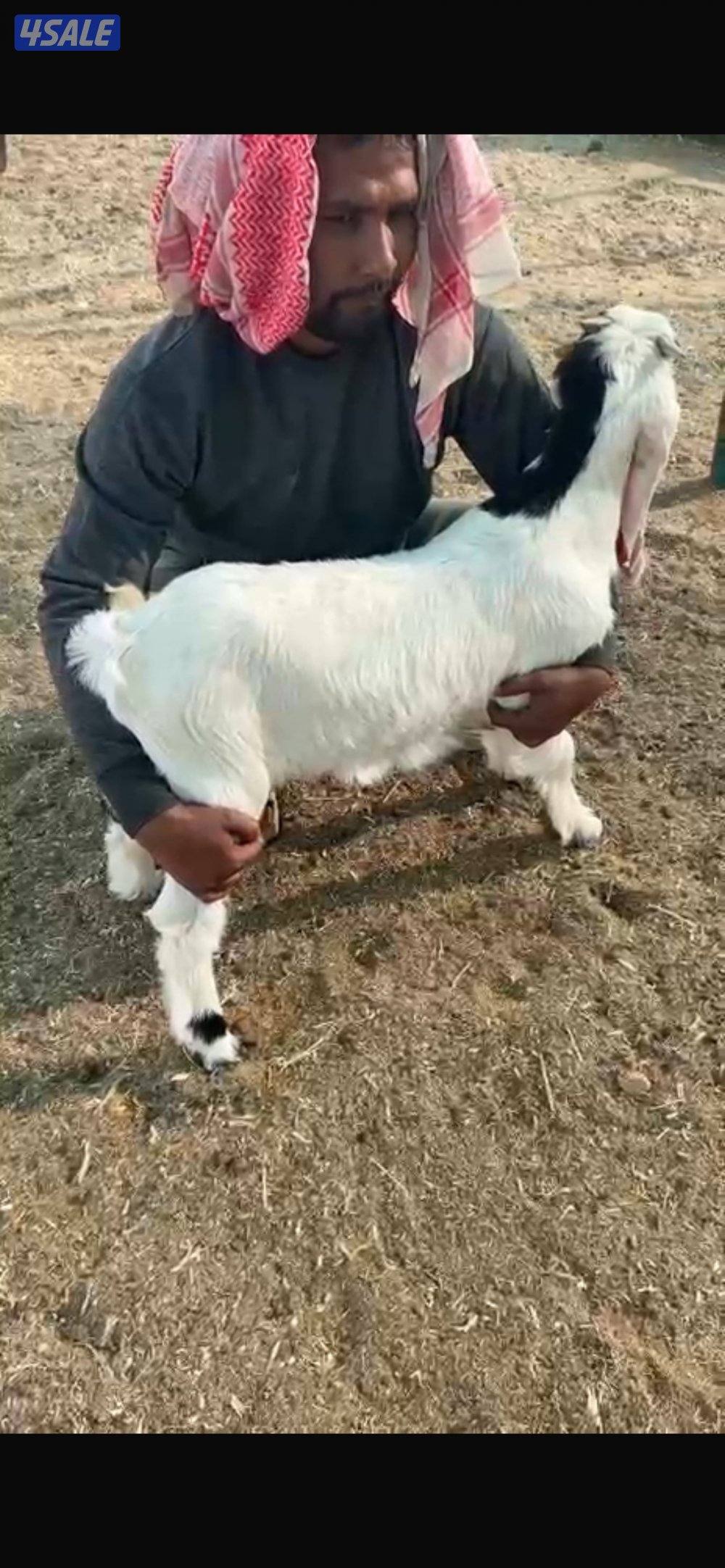 تيوس ذبايح في مراحها1