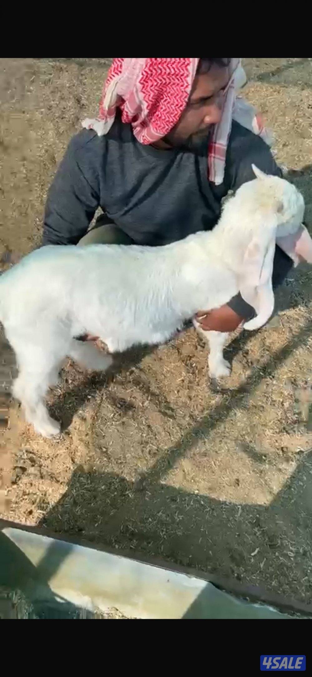 تيوس ذبايح في مراحها3