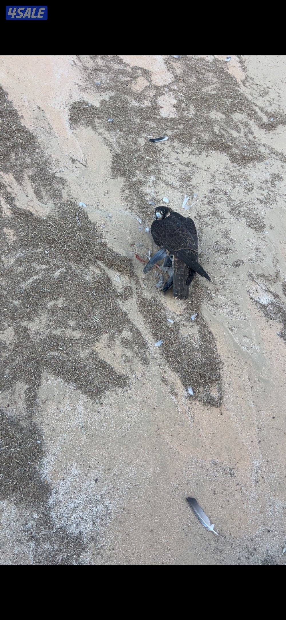 شيهانة فرخ للبيع على السوم1