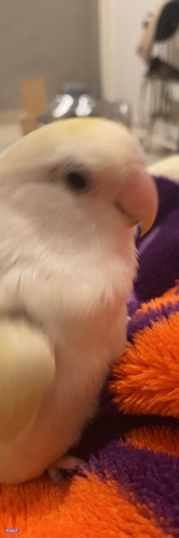 ضايع بالصباحيه ق٢0