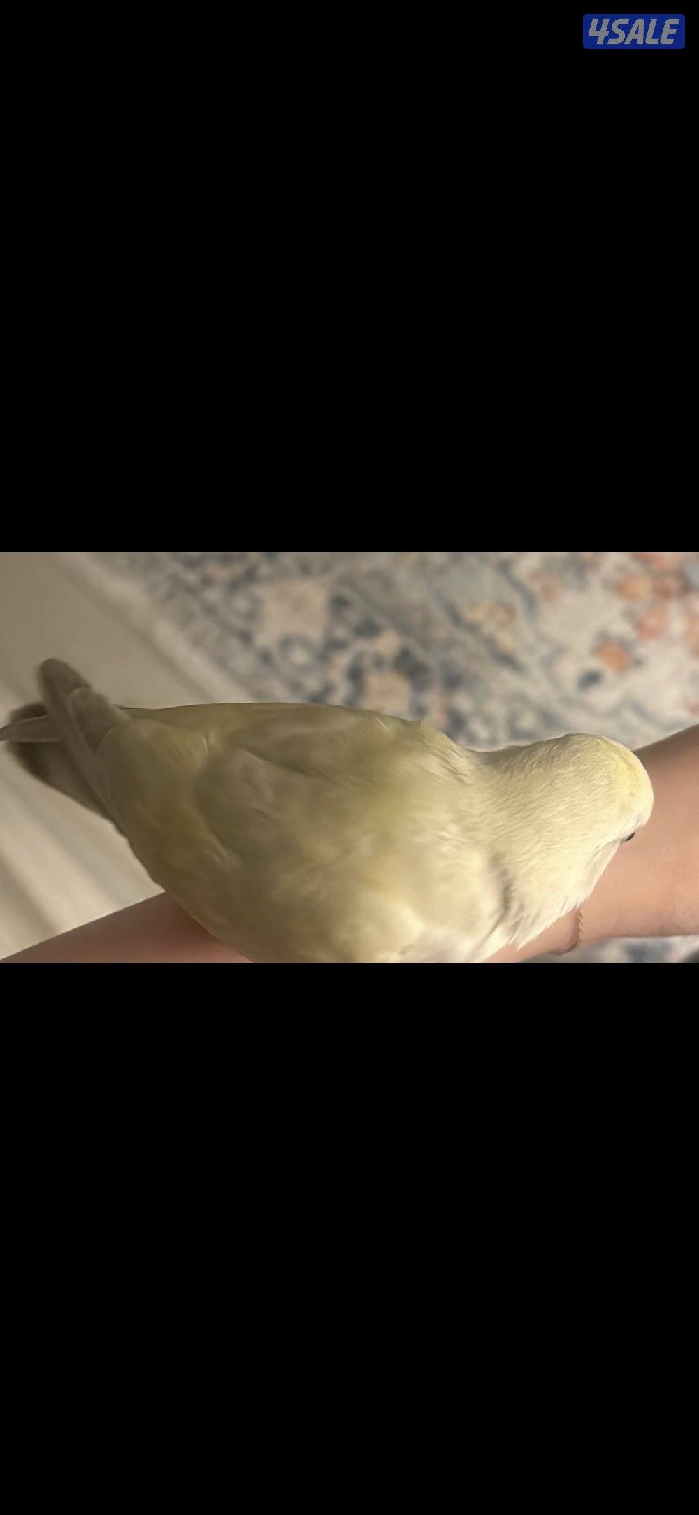 ضايع بالصباحيه ق٢2