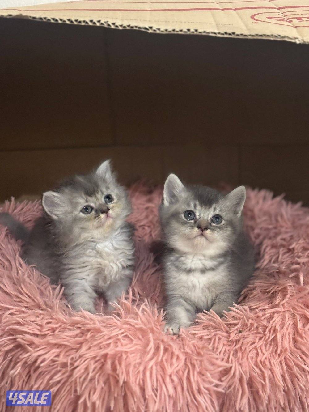 ٦ قطط برتش وشيرازي1