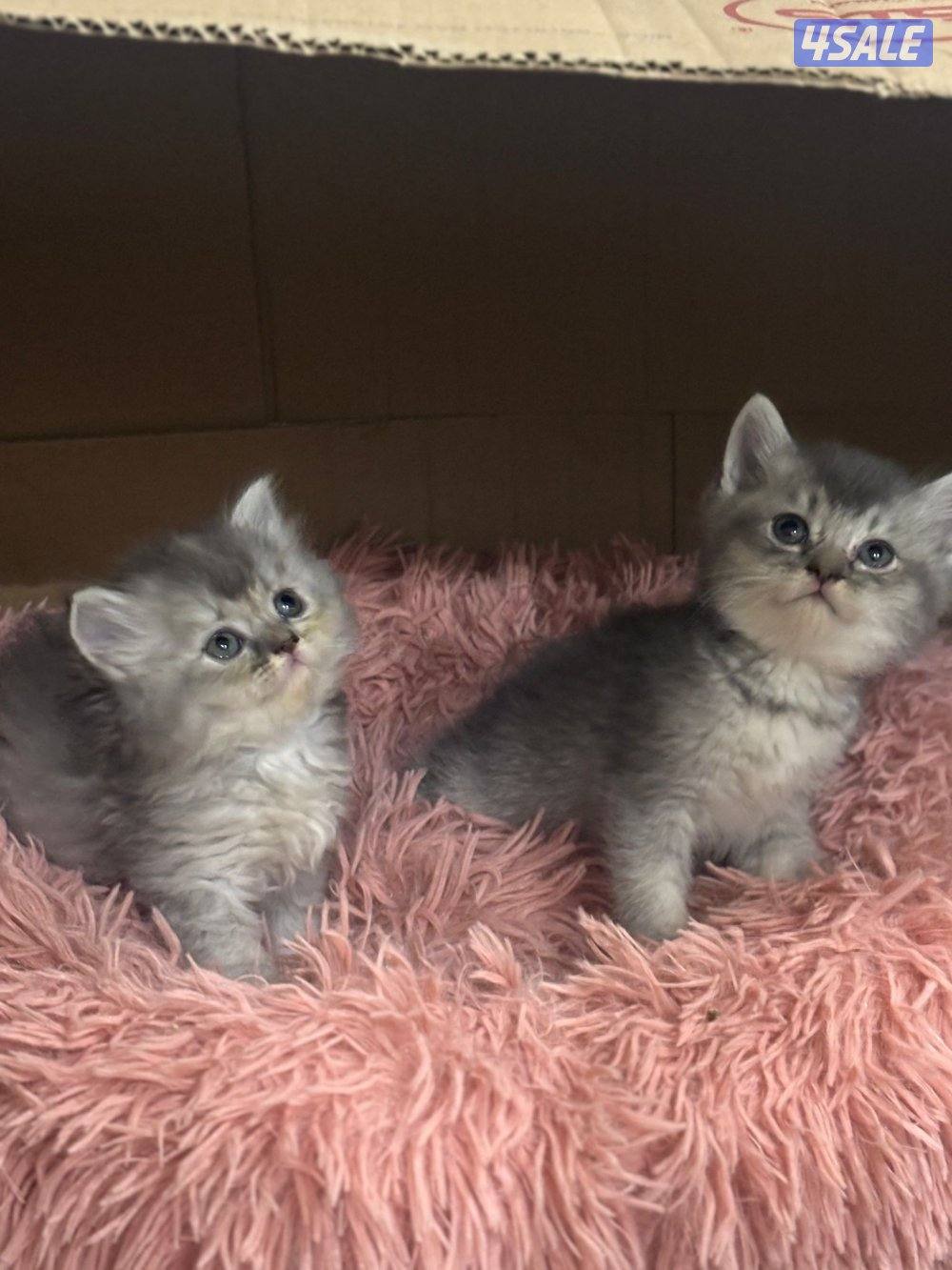 ٦ قطط برتش وشيرازي3