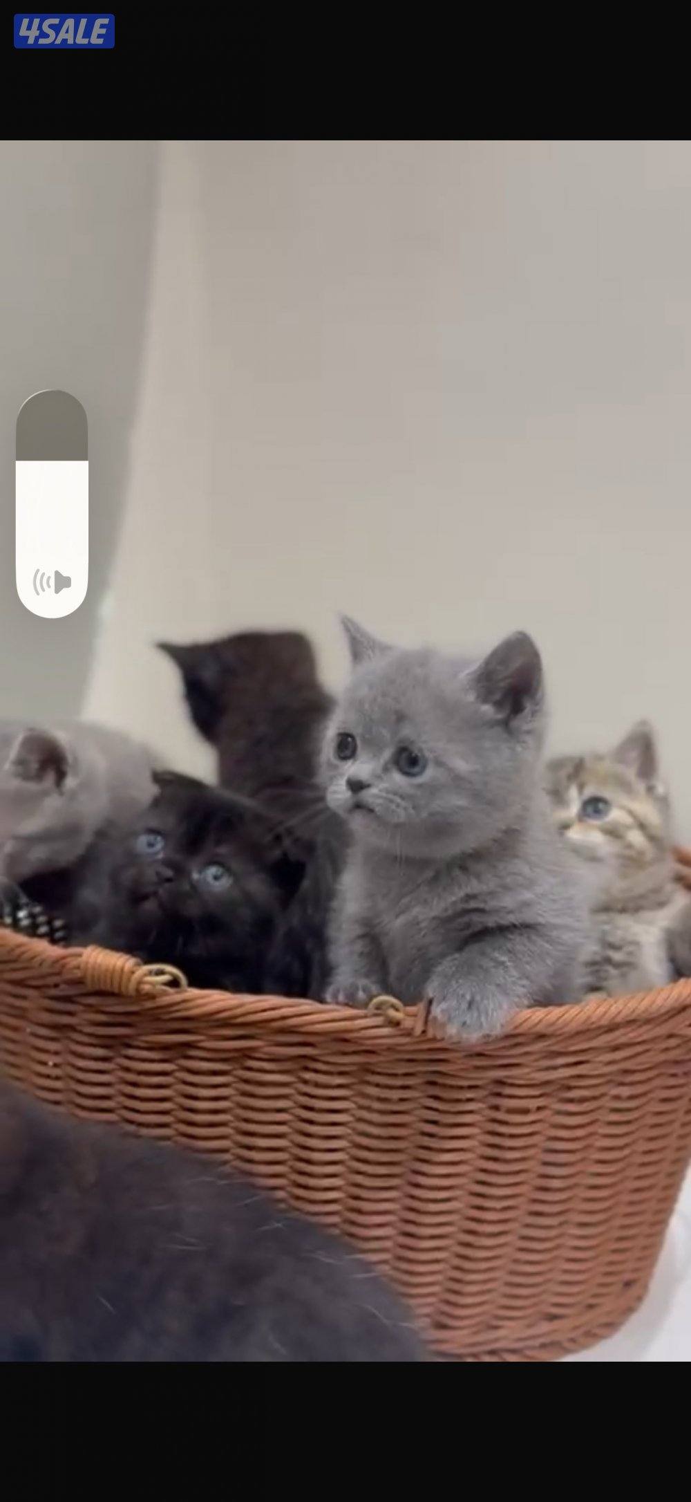 ٦ قطط برتش وشيرازي4