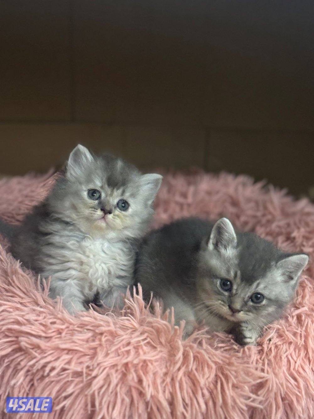 ٦ قطط برتش وشيرازي6