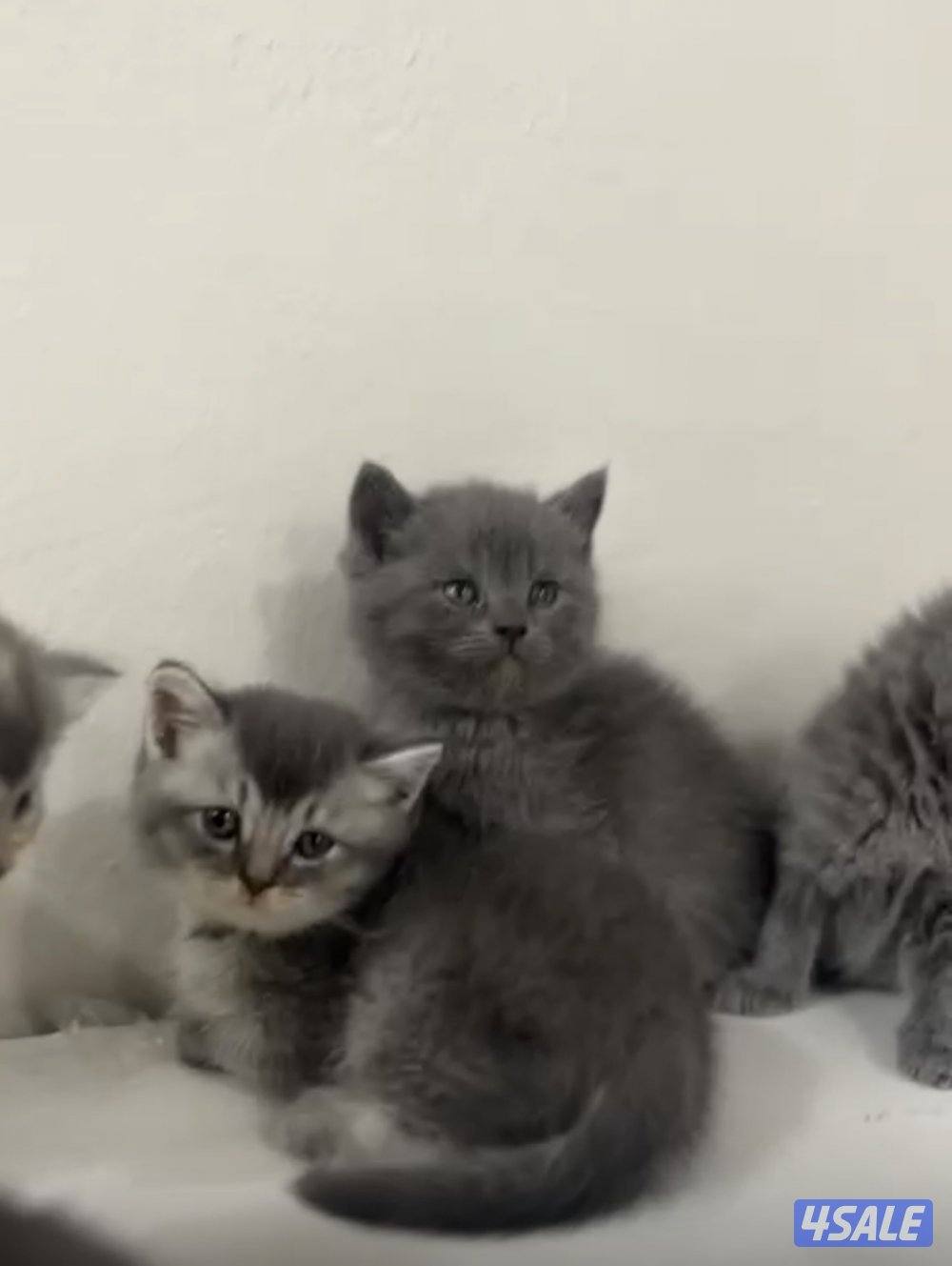 ٦ قطط برتش وشيرازي0