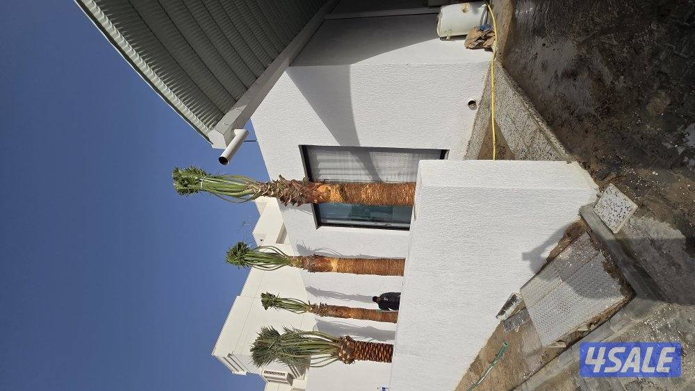 اهوازي للنخيل1