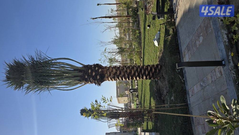 اهوازي للنخيل0