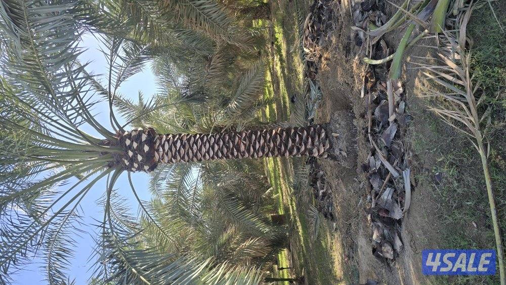 اهوازي للنخيل3