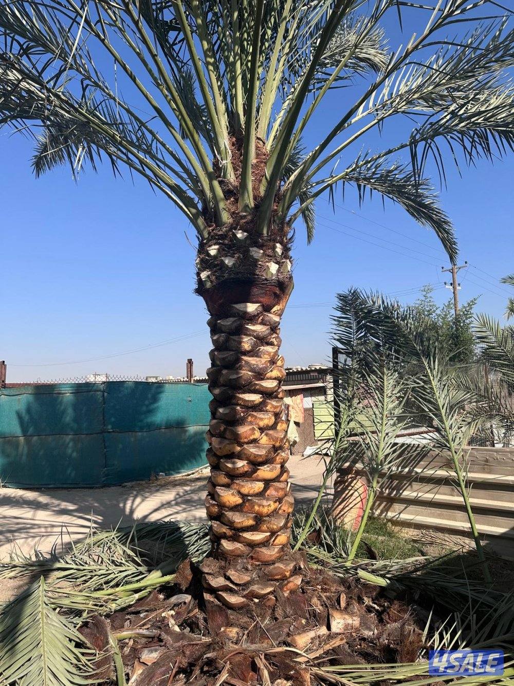 اهوازي للنخيل4