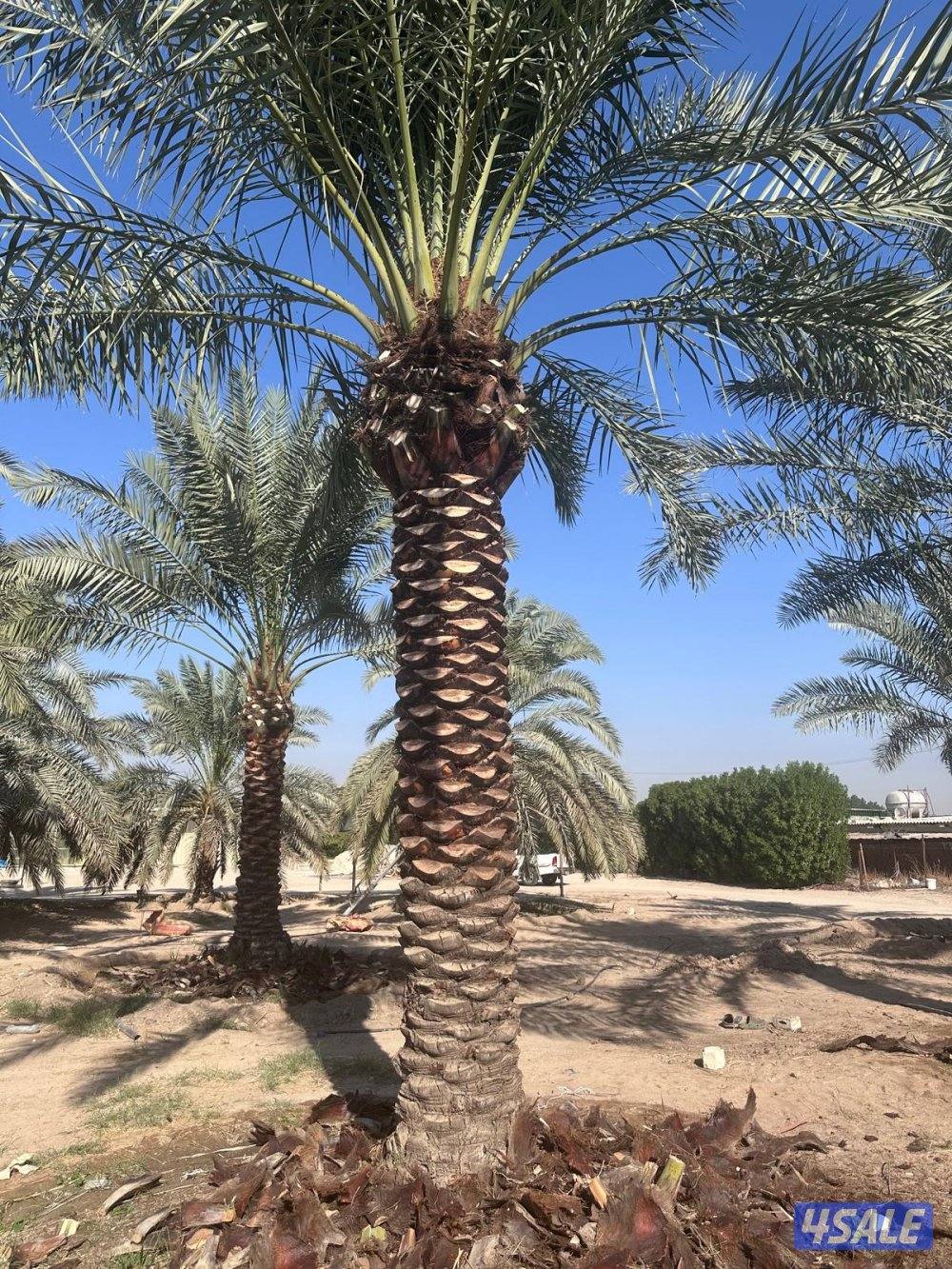 اهوازي للنخيل5