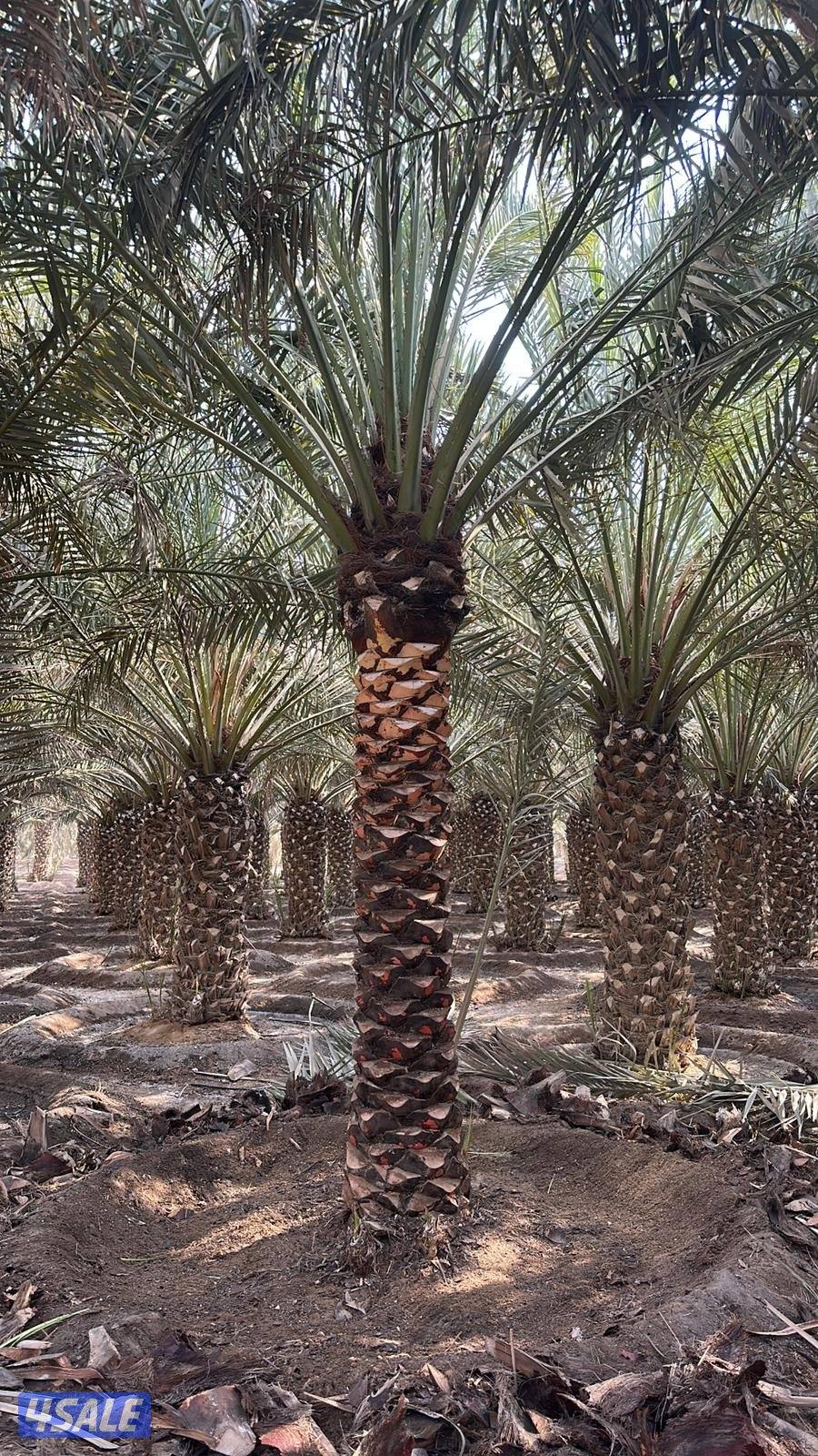 اهوازي للنخيل7