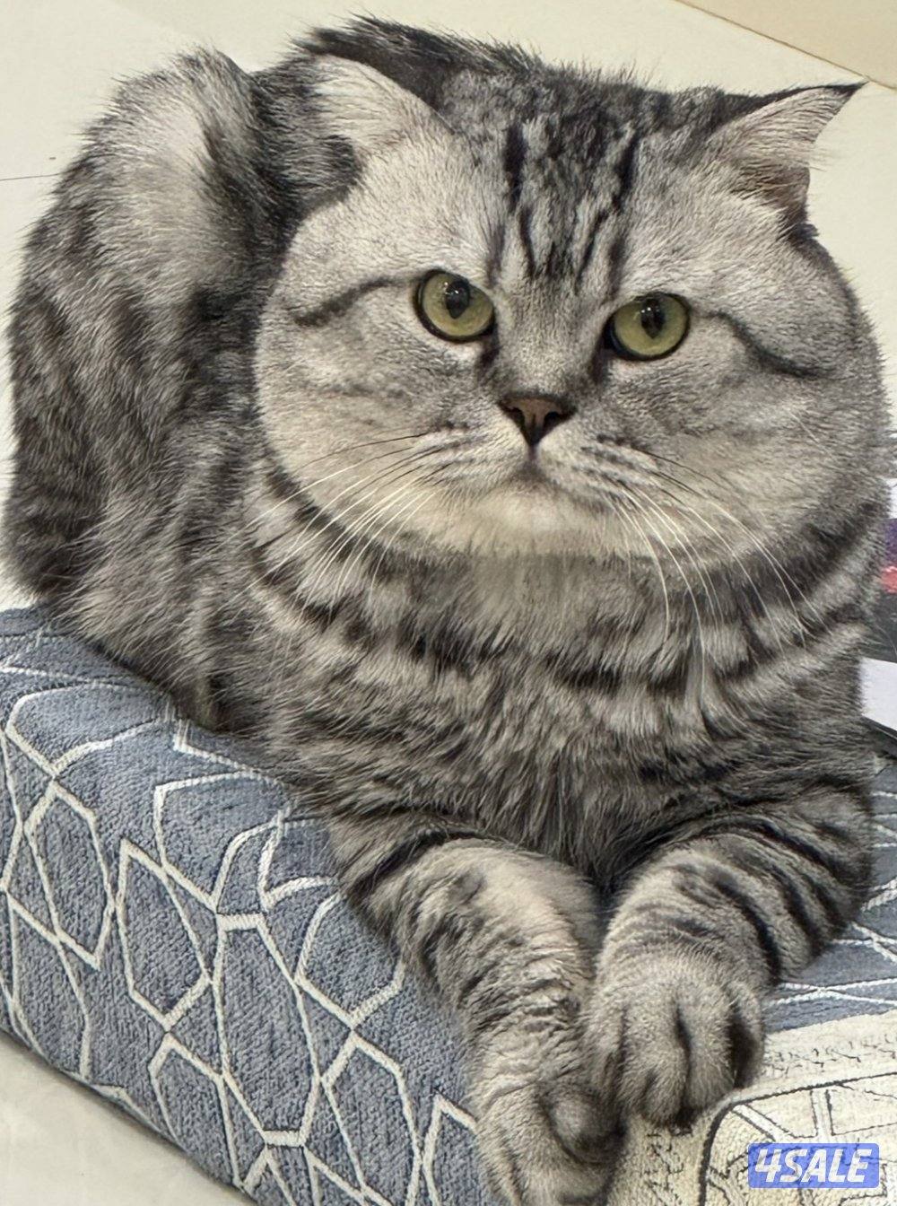 قط ذكر لتبني طالب تزاوج للجادين فقط0