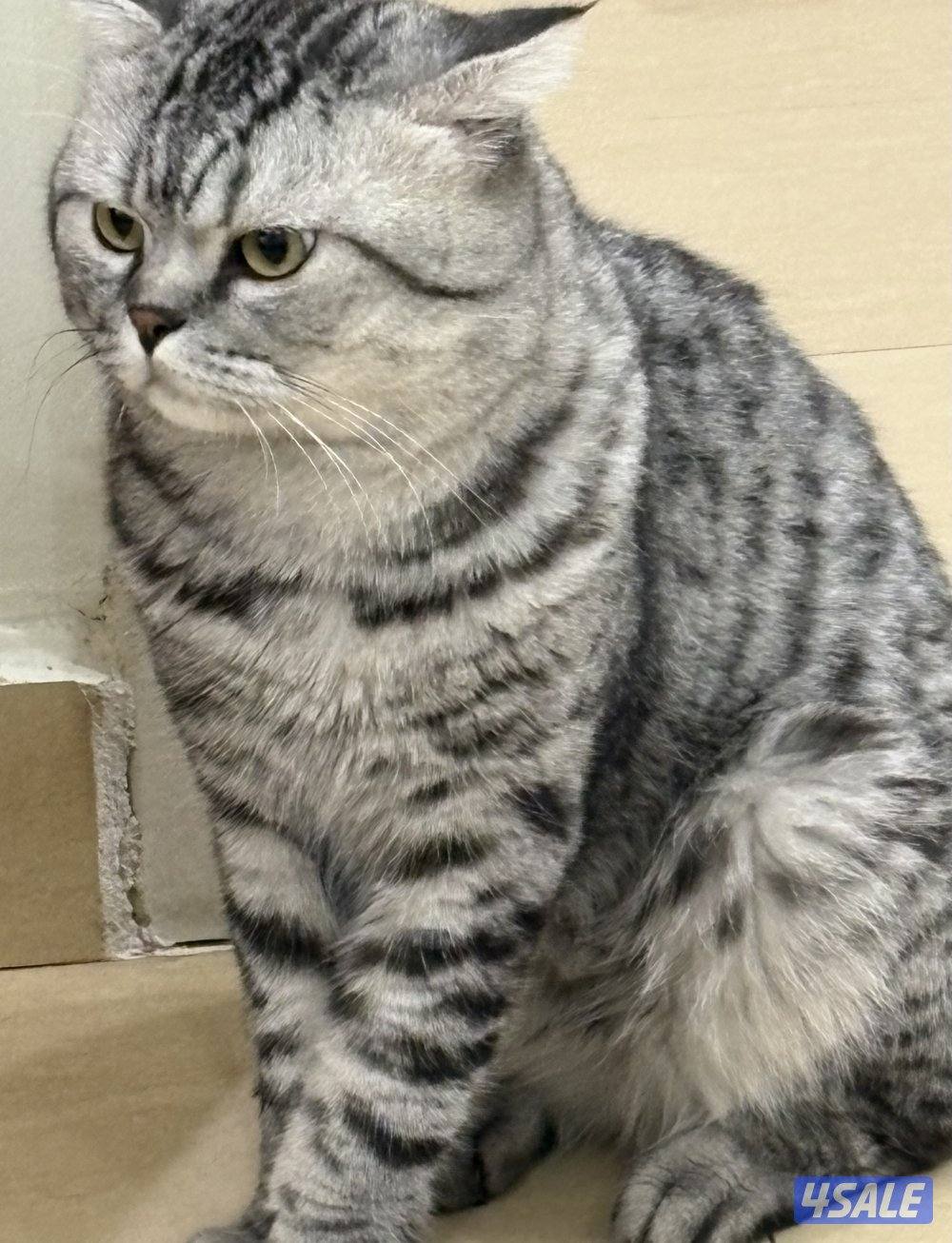 قط ذكر لتبني طالب تزاوج للجادين فقط1