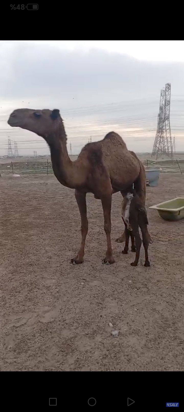 خلفات للبيع0