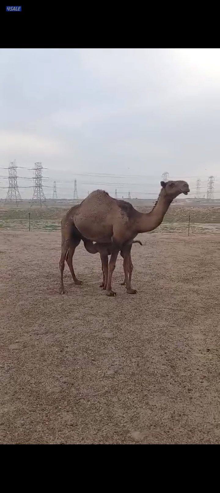 خلفات للبيع1